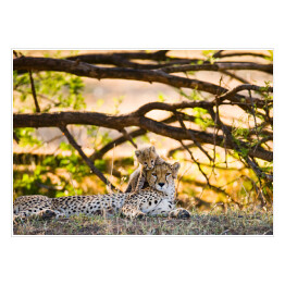 Plakat Rzodzina gepardów, Tanzania