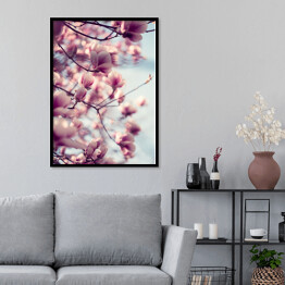 Plakat w ramie Piękne różowe kwiaty magnolii na błękitnym tle