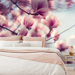 Piękne różowe kwiaty magnolii na błękitnym tle