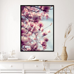 Plakat w ramie Piękne różowe kwiaty magnolii na błękitnym tle
