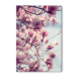 Obraz na płótnie Piękne różowe kwiaty magnolii na błękitnym tle