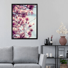 Obraz w ramie Piękne różowe kwiaty magnolii na błękitnym tle