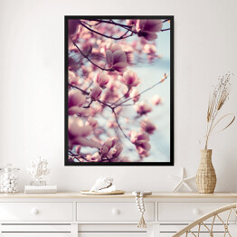 Obraz w ramie Piękne różowe kwiaty magnolii na błękitnym tle