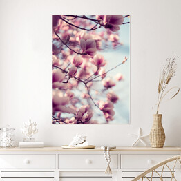 Plakat Piękne różowe kwiaty magnolii na błękitnym tle