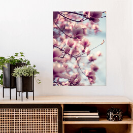 Plakat Piękne różowe kwiaty magnolii na błękitnym tle