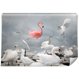 Fototapeta Różowy flaming wśród białych ptaków