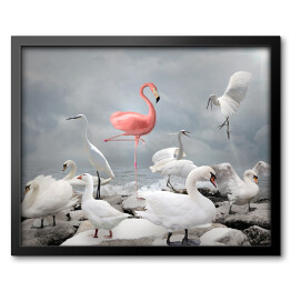 Obraz w ramie Różowy flaming wśród białych ptaków