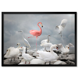 Plakat w ramie Różowy flaming wśród białych ptaków