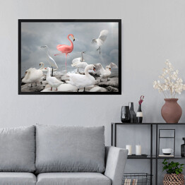 Obraz w ramie Różowy flaming wśród białych ptaków