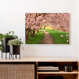 Obraz na płótnie Aleja między kwitnącymi drzewami