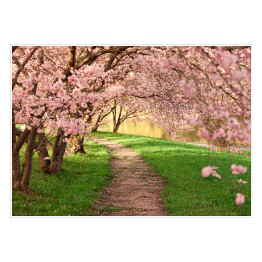 Plakat Aleja między kwitnącymi drzewami