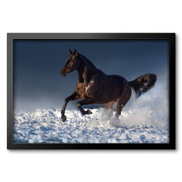 Obraz w ramie Brązowa klacz biegnąca w śniegu
