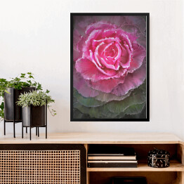 Obraz w ramie Rozłożysta kwitnąca róża