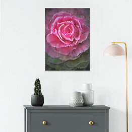 Plakat samoprzylepny Rozłożysta kwitnąca róża