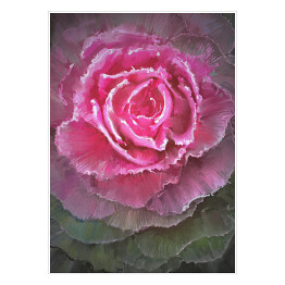 Plakat samoprzylepny Rozłożysta kwitnąca róża