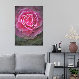 Plakat Rozłożysta kwitnąca róża