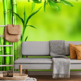 Fototapeta samoprzylepna Bambus na zielonym tle