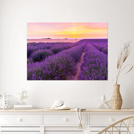 Plakat samoprzylepny Piękny krajobraz lawendowego pola podczas zmierzchu w Prowansji