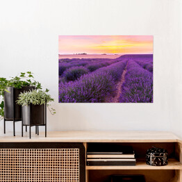 Plakat samoprzylepny Piękny krajobraz lawendowego pola podczas zmierzchu w Prowansji