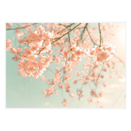 Plakat samoprzylepny Kwiaty wiśni na tle błękitnego nieba