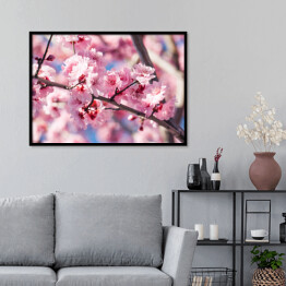 Plakat w ramie Kwitnąca wiśnia w różowym kolorze