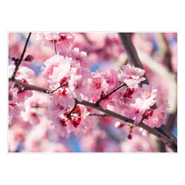 Plakat Kwitnąca wiśnia w różowym kolorze