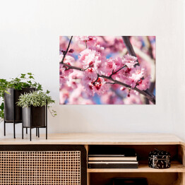 Plakat Kwitnąca wiśnia w różowym kolorze