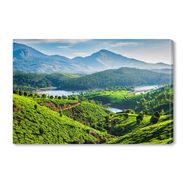 Obraz na płótnie Plantacje herbaty na wzgórzach Kerala, Indie