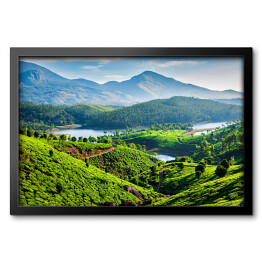 Obraz w ramie Plantacje herbaty na wzgórzach Kerala, Indie