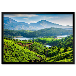 Plakat w ramie Plantacje herbaty na wzgórzach Kerala, Indie