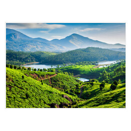 Plakat Plantacje herbaty na wzgórzach Kerala, Indie