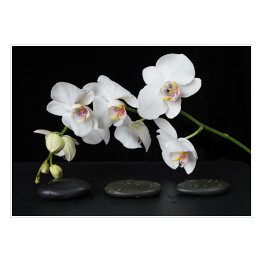 Biała orchidea na czarnym tle z ułożonymi kamyczkami