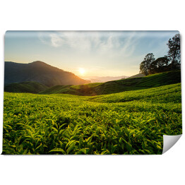 Fototapeta Herbaciana plantacja na wzgórzach Cameron, Malezja