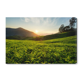 Obraz na płótnie Herbaciana plantacja na wzgórzach Cameron, Malezja