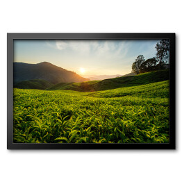 Obraz w ramie Herbaciana plantacja na wzgórzach Cameron, Malezja