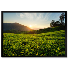 Plakat w ramie Herbaciana plantacja na wzgórzach Cameron, Malezja