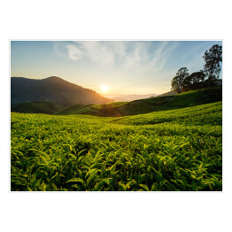 Plakat samoprzylepny Herbaciana plantacja na wzgórzach Cameron, Malezja