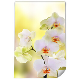 Fototapeta Orchidea na tle zieleni