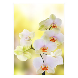 Plakat Orchidea na tle zieleni