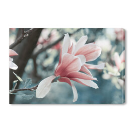 Obraz na płótnie Magnolia kwitnąca w parku
