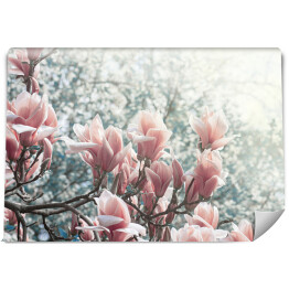 Fototapeta winylowa zmywalna Magnolia kwitnąca w parku