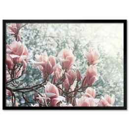 Obraz klasyczny Magnolia kwitnąca w parku