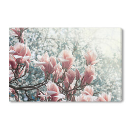 Obraz na płótnie Magnolia kwitnąca w parku