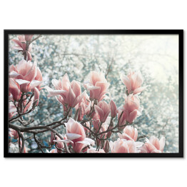 Plakat w ramie Magnolia kwitnąca w parku
