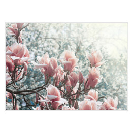 Plakat samoprzylepny Magnolia kwitnąca w parku