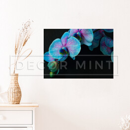 Plakat samoprzylepny Bukiet fioletowo niebieskich orchidei na czarnym tle