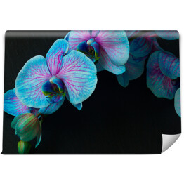 Bukiet fioletowo niebieskich orchidei na czarnym tle