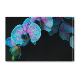 Obraz na płótnie Bukiet fioletowo niebieskich orchidei na czarnym tle