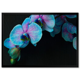 Plakat w ramie Bukiet fioletowo niebieskich orchidei na czarnym tle