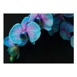 Plakat Bukiet fioletowo niebieskich orchidei na czarnym tle
